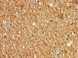 MAPK11 Antibody