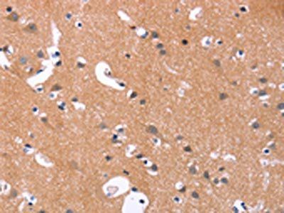 MAPK11 Antibody