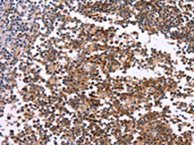 MAPK11 antibody