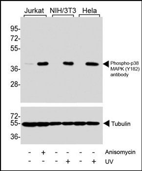 MAPK11 (Phospho-Y182) antibody