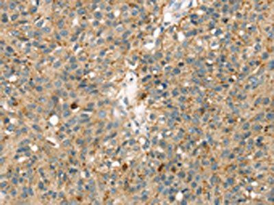 MAPK12 antibody