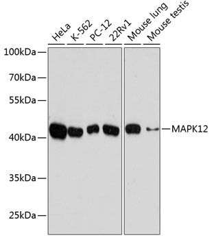 MAPK12 antibody