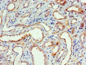 MAPK13 Antibody