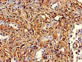 MAPK14 Antibody