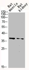 MAPK14 antibody