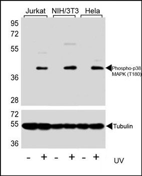 MAPK14 (Phospho-T180) antibody