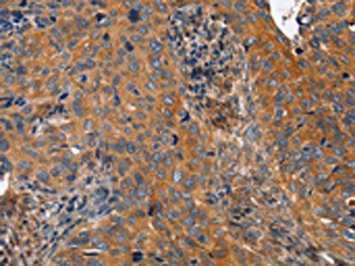 MAPK15 Antibody