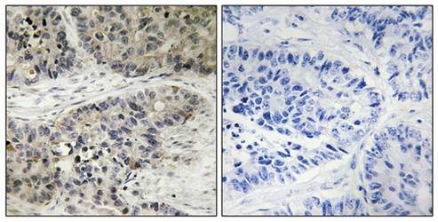 MAPK15 Antibody