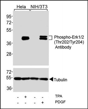 MAPK3 (Phospho-Tyr204) antibody