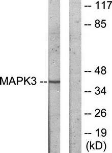 MAPK3 Antibody