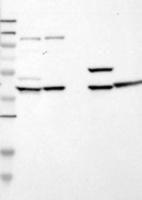 MAPK4 Antibody