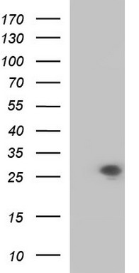 MAPK4 Antibody