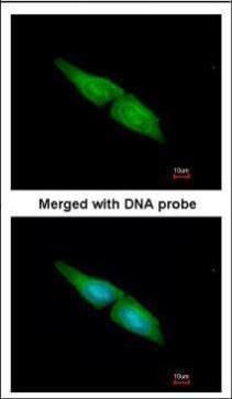 MAPK4 antibody [N1C1]