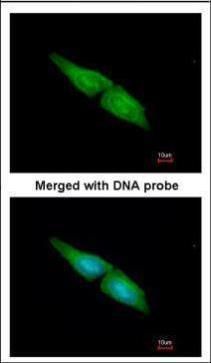 MAPK4 antibody