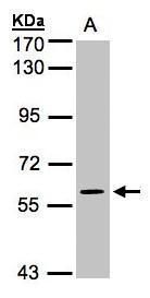 MAPK4 Rabbit Polyclonal Antibody