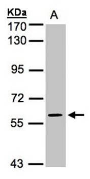 MAPK4 antibody