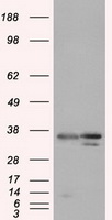 MAPK6 antibody