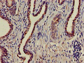 MAPK6 Antibody