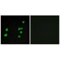 MAPK6 Antibody