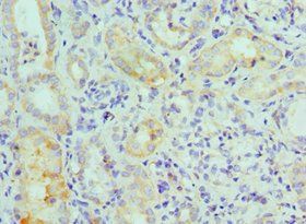 MAPK7 Antibody