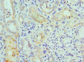 MAPK7 antibody