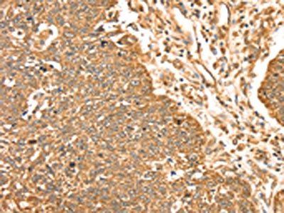 MAPK7 Antibody