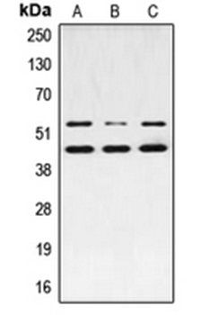 JNK1/2/3 (phospho-T183) antibody