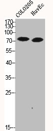 MAPK8IP1 Antibody