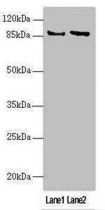 MAPK8IP2 Antibody