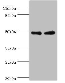 MAPK9 antibody