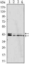 p44/42 MAPK (Erk1/2) Antibody