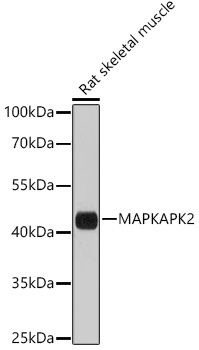 MAPKAPK2 antibody