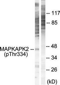MAPKAPK2 (phospho-Thr334) antibody