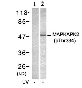 MAPKAPK-2 (Phospho-Thr334) Antibody