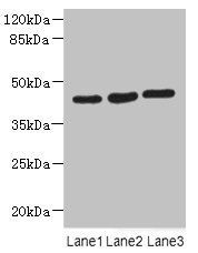 MAPKAPK3 Antibody