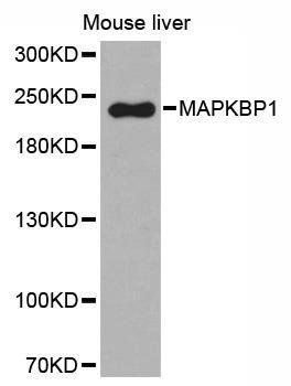 MAPKBP1 antibody