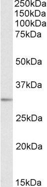 Goat anti-MAPRE3 Antibody