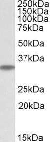 Goat anti-MAPRE3 (aa151-164) Antibody