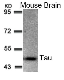 MAPT (Ab-205) antibody