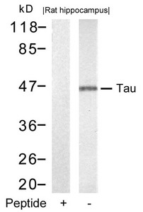 MAPT (Ab-212) antibody