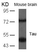 MAPT (Ab-235) antibody