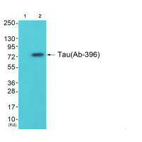 MAPT (Ab-396) antibody