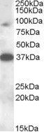41708 antibody