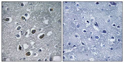 MARCH4 Antibody