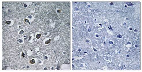 MARCH4 antibody