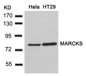MARCKS (Ab-162) antibody