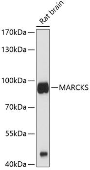 MARCKS antibody