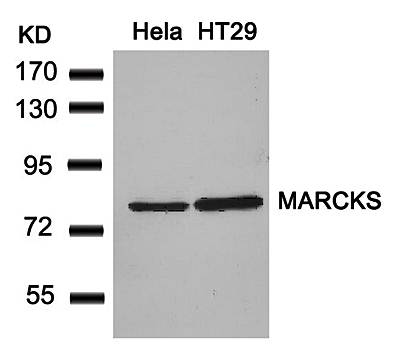 MARCKS (Ab62) Antibody