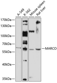 MARCO antibody