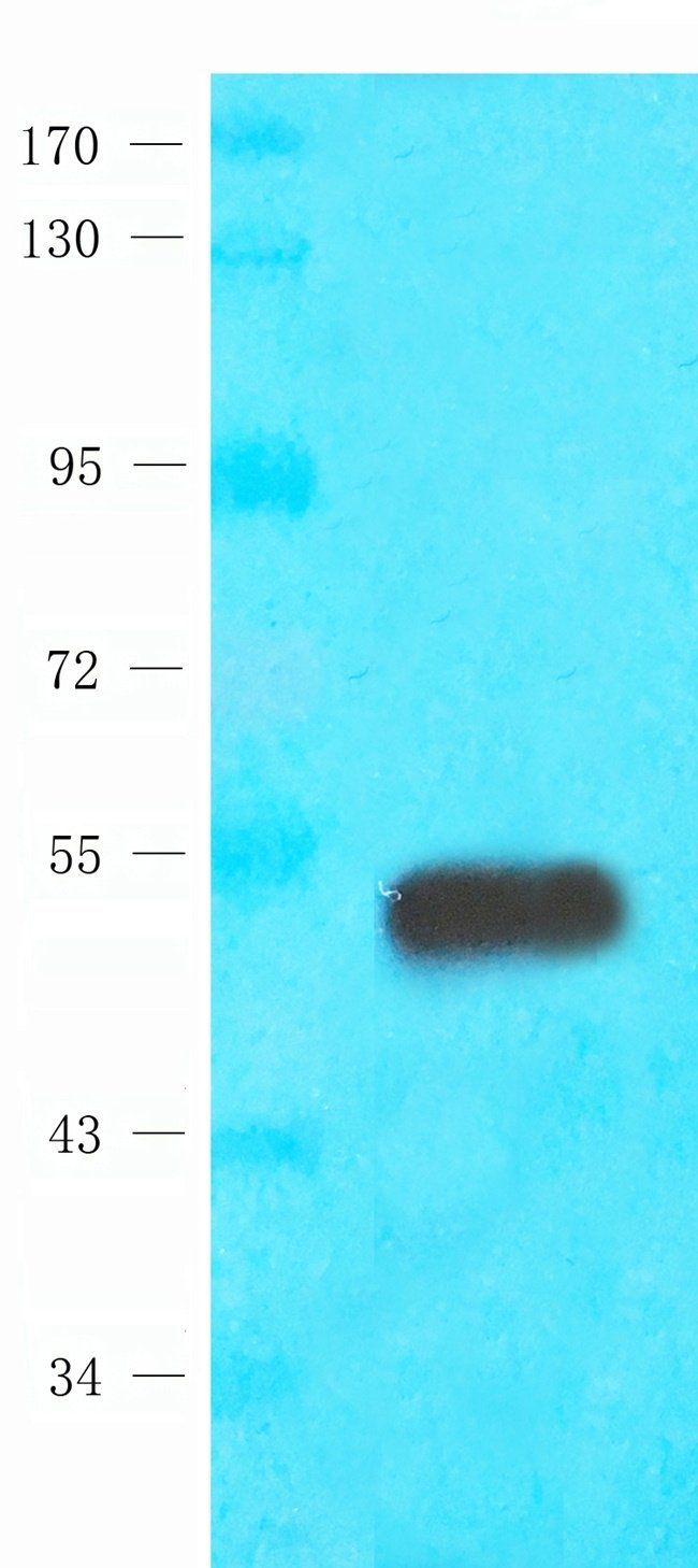 MARCO antibody